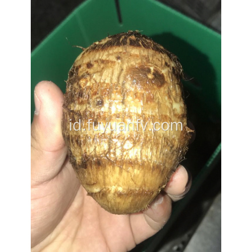 keladi manis segar untuk dijual